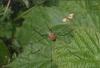 Leiobunum rotundum
